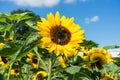 Three bee sitting on sunflower with blue sky Royalty Free Stock Photo