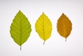 Three beech leaves in different colours