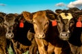 Three beef heifers Royalty Free Stock Photo