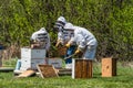 Three beekeepers inspecting brood trays from beehive