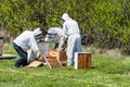 Three beekeepers inspecting brood trays from beehive