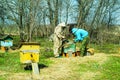 Three beekeepers work on an apiary at hive. Sunny day.