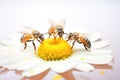 three bees on daisy petals collecting pollen