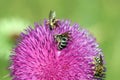 Three bees on flower