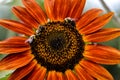 Bumble bees on a colorful red sunflower Royalty Free Stock Photo