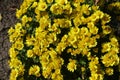 Three bees pollinating yellow flowers of Chrysanthemums in October