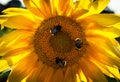 Three bees on the sunflower collecting pollen