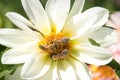 Three bees on a white flower