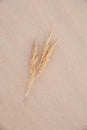 Three beige spikelet on a sandy background