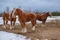 Three Belgian Draft horses in field with snow Royalty Free Stock Photo