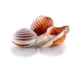 Three Belgian seashells chocolate candies close-up isolated on white background