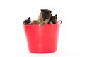 Three Belgian Shepherd Tervuren puppys