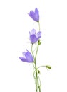 Three bellflowers isolated on white background Royalty Free Stock Photo