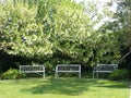 Three benches - Lost Gardens Of Heligan, Cornwall, UK Royalty Free Stock Photo