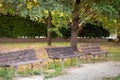 Three benches under the tree in the park, summertime Royalty Free Stock Photo