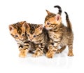 Three Bengal kitten with reflection on white Royalty Free Stock Photo