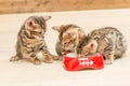 three bengal kittens and one bowl Royalty Free Stock Photo