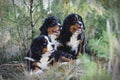 Three Bernese Mountain Dog puppies