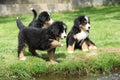 Three Bernese Mountain Dog puppies