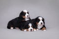 Three Bernese Mountain Dog puppy portrait