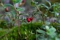 Three berries of delicious ripe cowberry