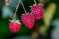 Three berries of garden raspberries hanging on a branch macro photography