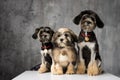 Three Bichon Lion dogs photographed in the studio Royalty Free Stock Photo