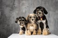 Three Bichon Lion dogs photographed in the studio Royalty Free Stock Photo
