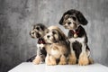 Three Bichon Lion dogs photographed in the studio