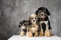 Three Bichon Lion dogs photographed in the studio