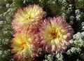 three bicolor dahlias on a background of small white flowers Royalty Free Stock Photo