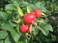 Three big berries of hip on a bush Royalty Free Stock Photo