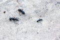 Three big black ants and one small ginger ant Royalty Free Stock Photo