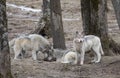 Three big Black wolves isolated eating in winter in Canada