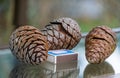 Three big brown cones of Pitsunda pine Pinus brutia pityusa species of Calabrian or Turkish Pine Pinus brutia Royalty Free Stock Photo