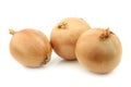 Three big brown onions Royalty Free Stock Photo