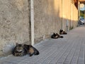 Three big cats laying down in a row on the street Royalty Free Stock Photo