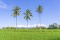 Three coconut palm trees on green rice terraces near Ubud in island Bali, Indonesia Royalty Free Stock Photo