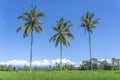Three coconut palm trees on green rice terraces near Ubud in island Bali, Indonesia Royalty Free Stock Photo