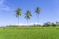 Three coconut palm trees on green rice terraces near Ubud in island Bali, Indonesia Royalty Free Stock Photo