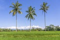 Three coconut palm trees on green rice terraces near Ubud in island Bali, Indonesia Royalty Free Stock Photo