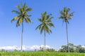 Three coconut palm trees on green rice terraces near Ubud in island Bali, Indonesia Royalty Free Stock Photo