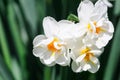 Three big flowers of white daffodils Erlicheer on a blurred background Royalty Free Stock Photo