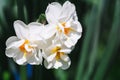 Three big flowers of white daffodils Erlicheer on a blurred background Royalty Free Stock Photo