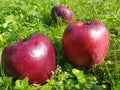 Red apples in the green grass Royalty Free Stock Photo