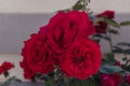 Three big red roses in the garden. Royalty Free Stock Photo