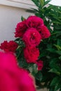 Three big red roses in the garden. Royalty Free Stock Photo