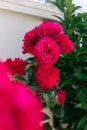 Three big red roses in the garden. Royalty Free Stock Photo