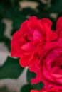 Three big red roses in the garden. Royalty Free Stock Photo