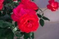 Three big red roses in the garden. Royalty Free Stock Photo